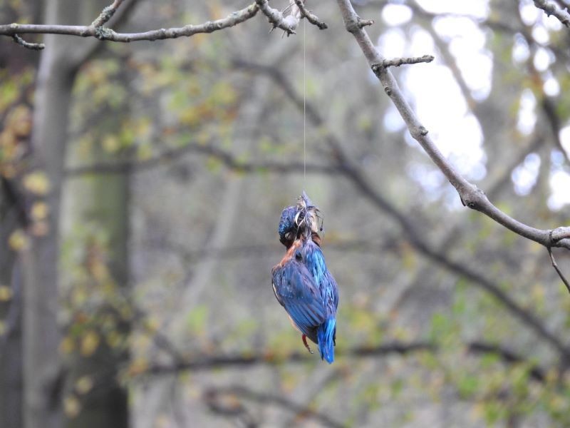 Other image for Protected birds needlessly killed